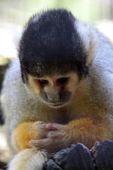 Gelber Totenkopfaffe