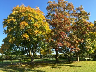 Naklejka premium A glorious Autumn day