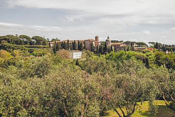 Fototapeta na wymiar Olive trees with city of Rome at distance.