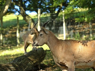 Westkaukasische Steinböcke (Capra caucasica)