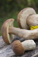 Porcini