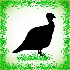 turkey. realistic image of the contour object