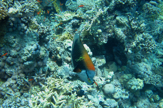 stuelpmaul lippfisch schwimmt