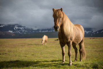 icelandic horse on field