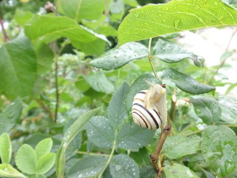 Snail on a Branch