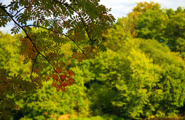 Fototapeta premium Bright colored leaves on the branches hanging over the water.