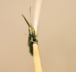 Wyoming Toothpick Grasshopper on Branch (Paropomala wyomingensis)