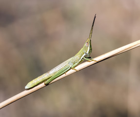 Wyoming Toothpick Grasshopper on Branch (Paropomala wyomingensis)