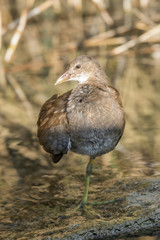  Little crake (Porzana parva)