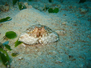 Krabbe