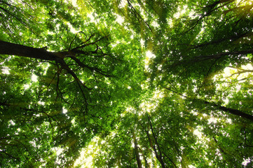 Fototapeta premium Forest with sunlight