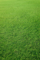 Grass field texture