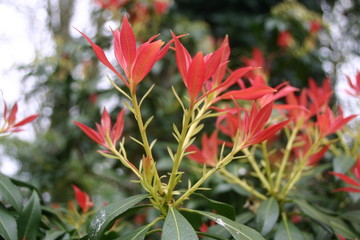 Shrub with red young leaves