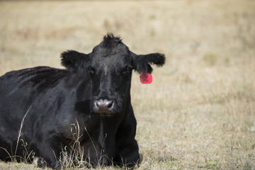 Obraz na płótnie Canvas Cow Lying Down in Field Rural America