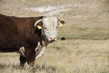 Bull in Field Rural America