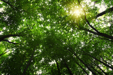 Forest with sunlight