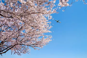 Afwasbaar Fotobehang Kersenbloesem 桜と飛行機
