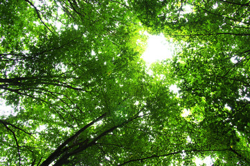Trees