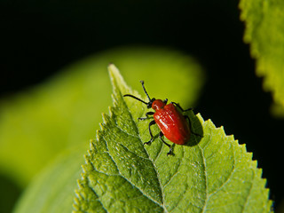 bright ren insect on green leaf