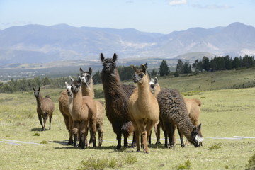  Llama family.