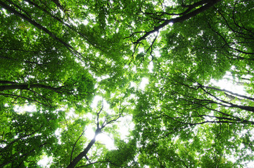 Trees
