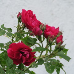beautiful roses outside of a cottage garden in summer