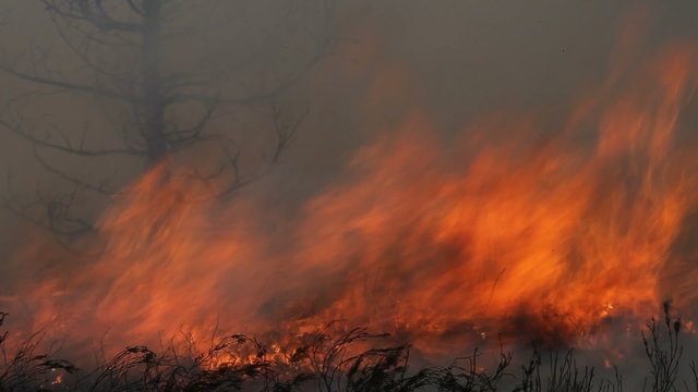 Fire. Inside forest fire flames. Fire all over frame. Fire closeup.