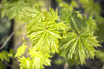 Fresh green maple leaves