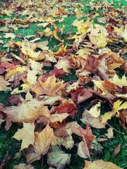 Fallen leaves