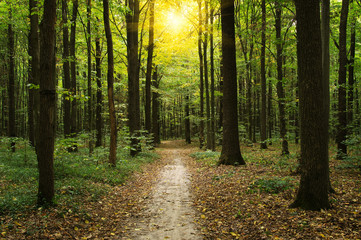 Forest with sunlight
