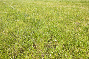 Green wild grass field background - full frame shot