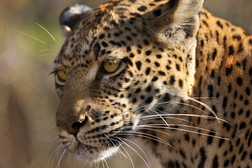 Fototapeta na wymiar Leopard (Panthera pardus) - Botswana