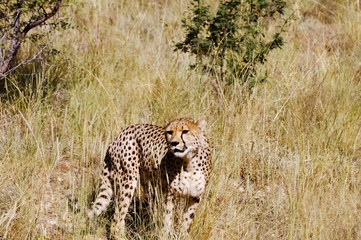 Cheetah - Namibia