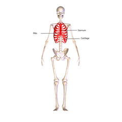 skeleton ribs pain