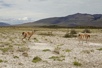 Family of llamas in Chilean Patagonia