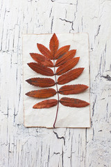 Naklejka na ściany i meble Pressed autumn rowan leaf on wooden background
