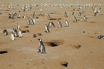 Colony of penguins in Chilean Patagonia