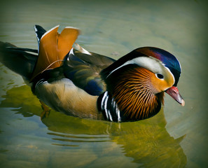Mandarin duck floating in water pond.Mandarin duck  is a perching duck species found in East Asia.The adult male has striking colors