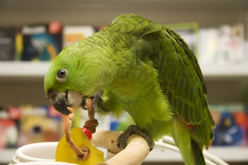 Foto op Canvas Amazon papegaai speelt met een speeltje © Jill Lang