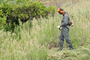 Young farmer cutting weeds.