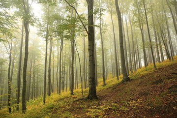 Beech forest in misty weather at the beginning of autumn.