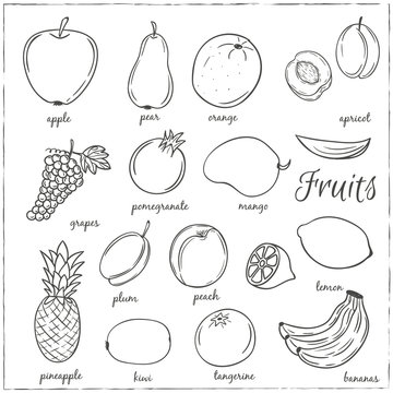 Hand drawn doodle Fruits with name. Vector illustration