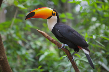 Toucan bird in Brazilian Zoo