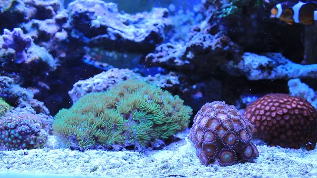 Corals in coral reef aquarium