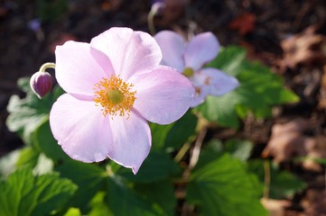 Pale pink Japanese anemone flower in bloom