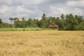 Fototapeta na wymiar Сельский пейзаж с рисовым полем. Шри-Ланка