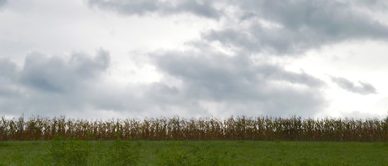 Cornfield under gloomy autumn sky