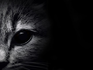 Obraz premium ciemny kaganiec zbliżenie kota. przedni widok