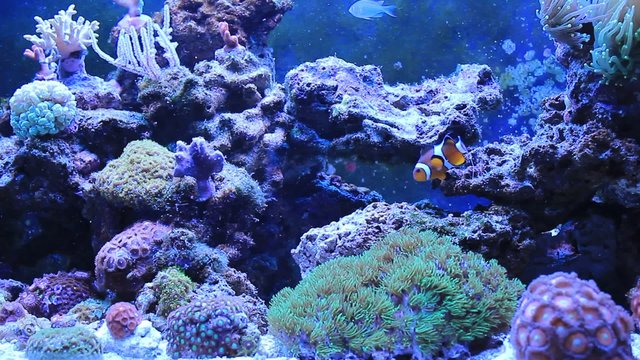 Coral reef Aquarium scenes