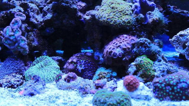 Corals in Coral reef tank